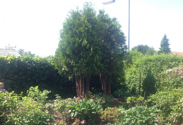 Opstammet thuja med flere stammer