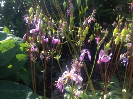 Gudeblomster i surbundsbedet