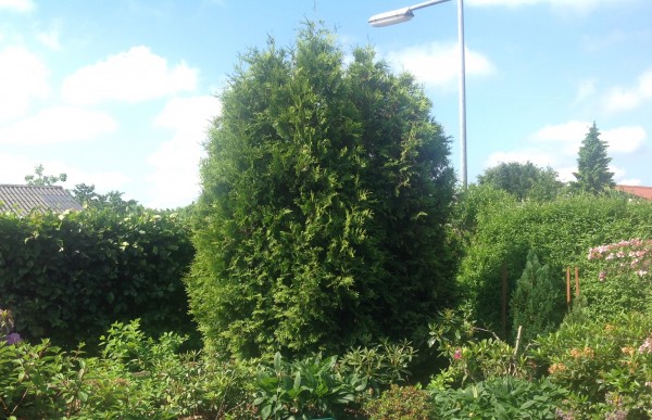 Opstamning af thuja