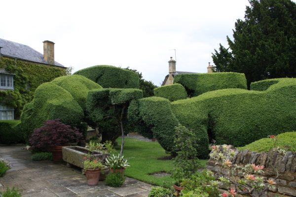 Smukt klippet og voluminøs er boblehækken fra Chipping Campden, Cotswolds, Gloucestershire