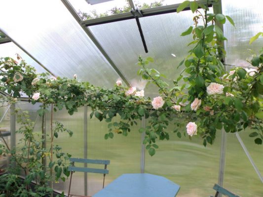 Rose New Dawn i drivhus