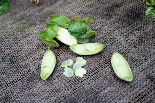 Cobaea Scandens - klokkeranke