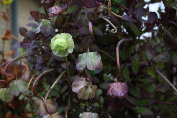 Cobaea Scandens - klokkeranke