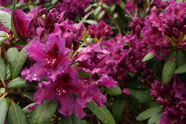 Så flot ser den ud tæt på Rhodendron Azurro