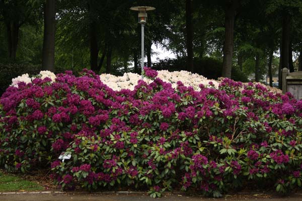 Smuk med baggrund af hvid Rhododendron er den dybt lilla Azurro