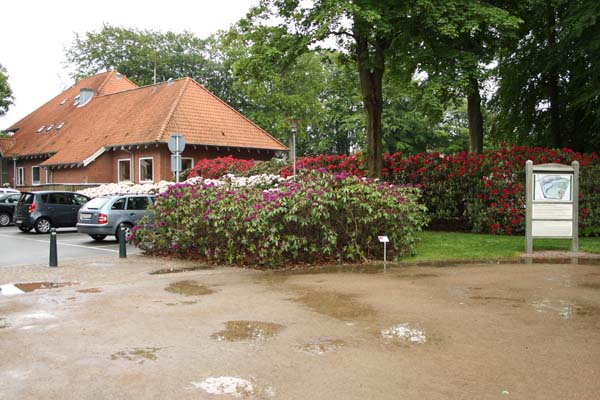 Rhododendron ved parkeringsplads i Brønderselv