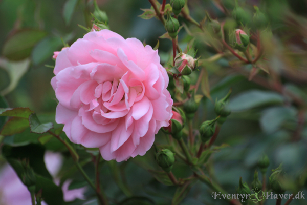 Bonica-rose