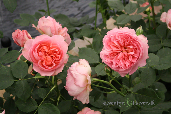 Boscobel english leander hybrid austin rose