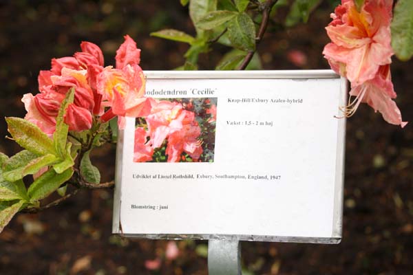 Cecilie en Azalea-Hybrid fra 1947