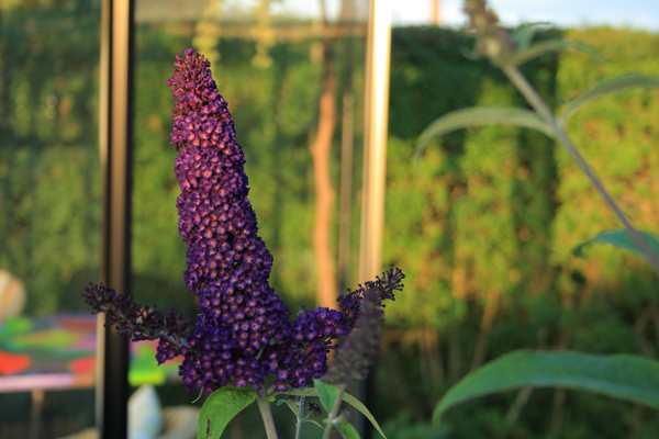 Sommerfuglens yndlings restaurant - buddleja Black Knight