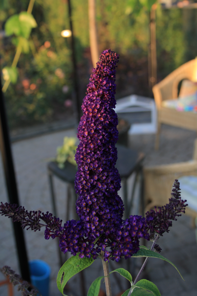 Sommerfuglens foretrukne restaurant - Buddleja davidii Black Knight