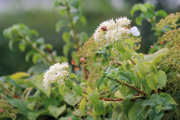 Klatrehortensia i maj... nej august