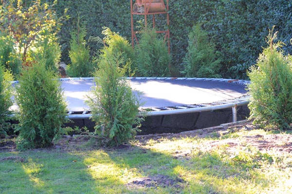 Hæk af thuja rundt om trampolinen