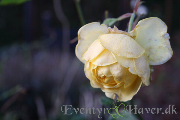  Rose en vinter dag i december - Golden Celebration i vinter farve