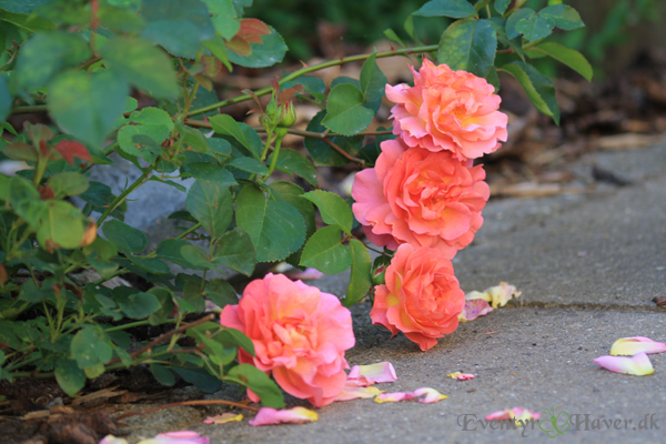 Lilian-ausitn-rose