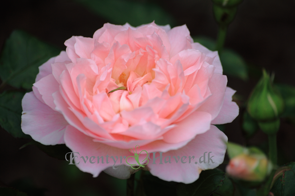 Mary-magdalene-rose