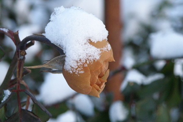 Snerosen sne og roser, et sjældent syn