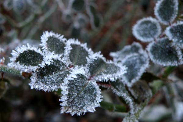 Rosenblade med frost