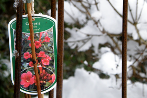 Det eneste der blomstre er dette billede