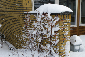 Klatrehortensia i sne