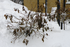 Opstammet roser i sne