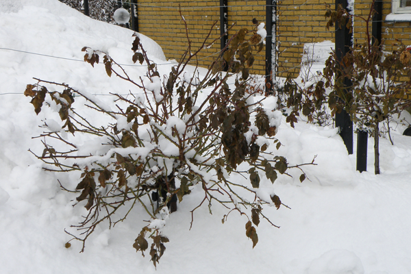 Opstammet roser i sne Opstammet roser i sne