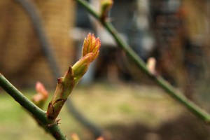 Roser på spring