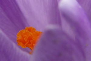 Krokus og støvdragere