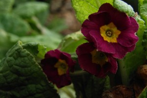 Primula eller aurikel, kært barn har mange navne...