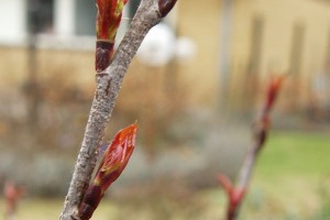 Surbær på spring..