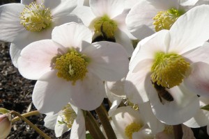 Bierne og blomster danser i solen
