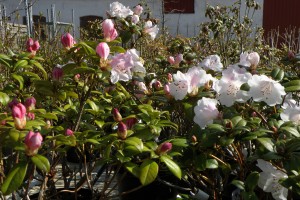 tidligt blomstrende rhododendron