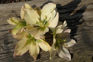skønne Helleborus i forfald