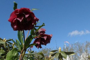 Skønne mørke og dobbelte helleborus