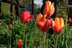 Farve eksplotion i rosenbedet.