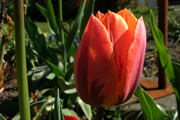 smukke tulipaner i skønne farver