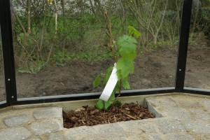 Vindrueplante i en Classica pavillon