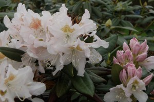 Hvid rhododendron