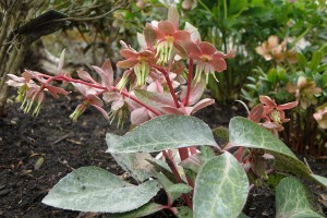 Helleborus Lividus "Silver Edge"