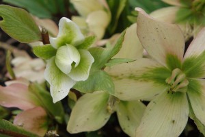 Helleborus stadig i knop