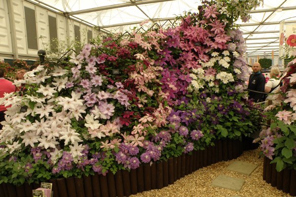 Clematis har mange former og farver her fra hvid til bordaux