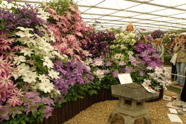 Clematis i alle regnbuens farver.