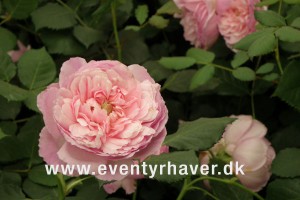 Engelske rose Maid Marion fra David Austin