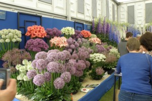 Allium i mange farver og størrelser