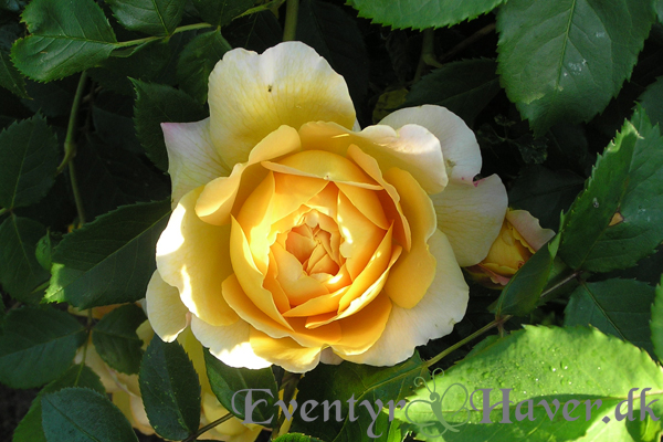 Golden Celebration - engelsk rose fra David Austin roses