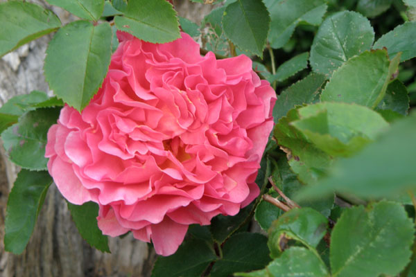 Lillian Austin engelsk rose