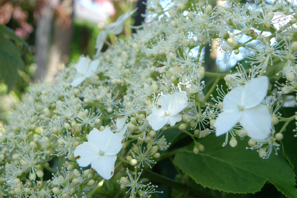 Skyer af hvide blomster 