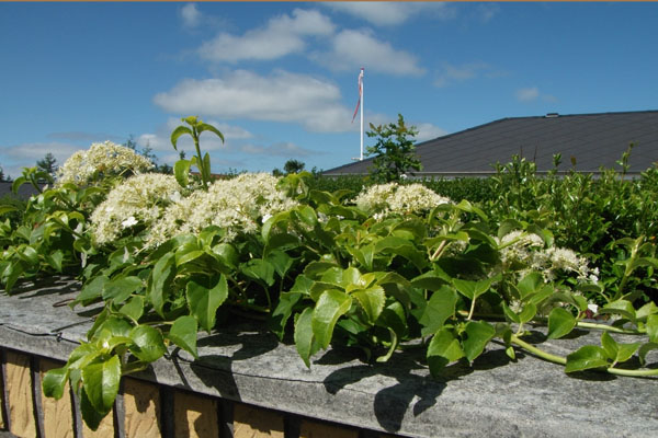 Klatrehortensia på havlmur