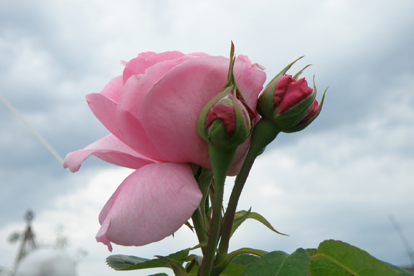 Kopperne er små og udvikler sig til store flotte roser på Gertrud Jekyll