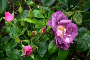 Rosen Rhapsody in Blue